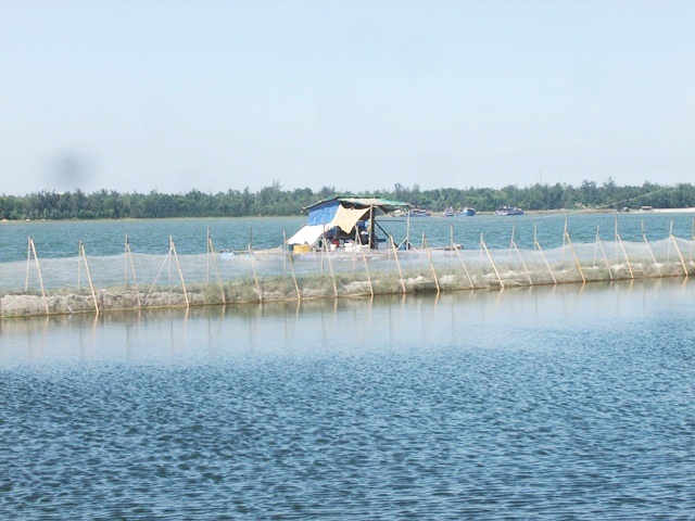 Hai cháu nhỏ chết đuối khi đi bắt sứa mưu sinh - 1 Khu vực đầm phá Tam Giang, nơi 2 cháu nhỏ Ái và Thanh chết đuối thương tâm khi đi bắt sứa mưu sinh