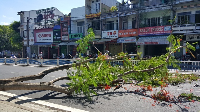 Cây phượng đổ ngang đường, 2 người bị thương - 1 Hiện trường vụ việc