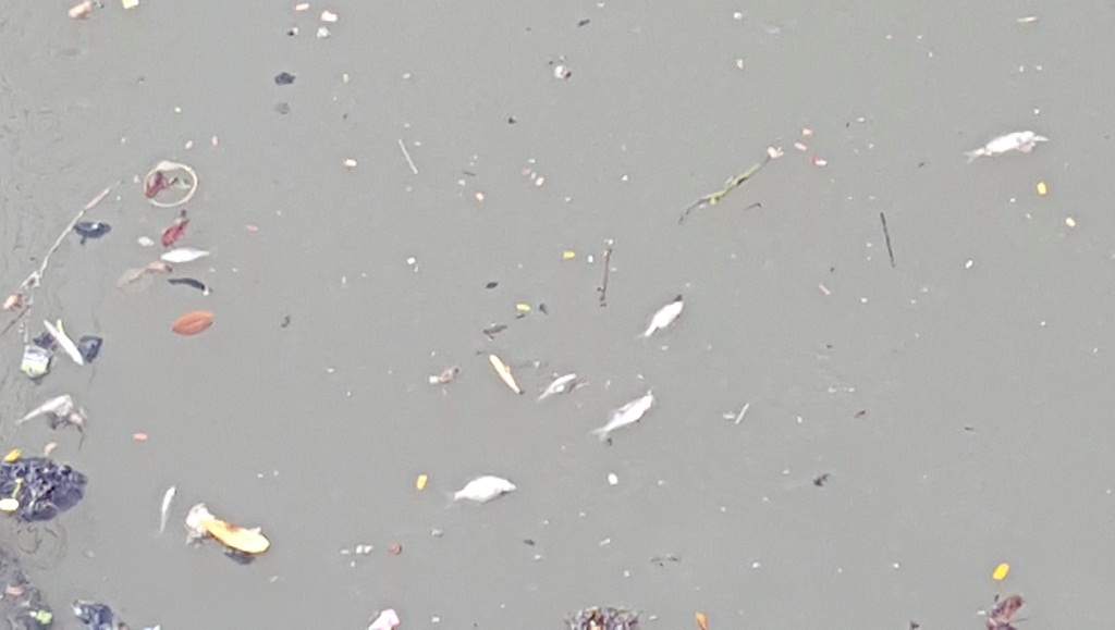 Cá nhỏ chết, bơi lờ đờ trên sông An Cựu - 1 Cá nhỏ chết khá nhiều tại sông An Cựu, TP Huế sáng 22/8