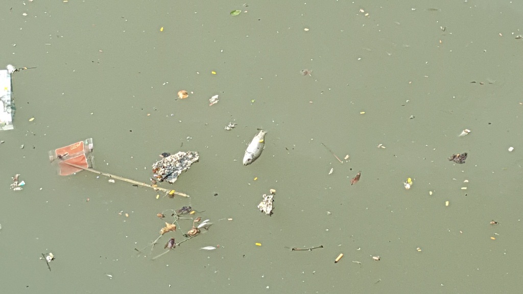 Cá nhỏ chết, bơi lờ đờ trên sông An Cựu - 2 Một số cá kích thước lớn có chết nhưng rất ít