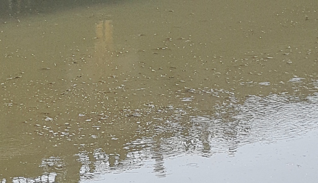 Cá nhỏ chết, bơi lờ đờ trên sông An Cựu - 3 Một số đàn cá bơi lên mặt nước đen kịt