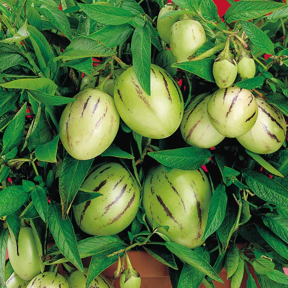Trước 3 tháng, dân Hà thành đã "săn" giống dưa lạ trưng Tết - 1 Trước 3 tháng, dân Hà thành đã "săn" giống dưa lạ trưng Tết - 1