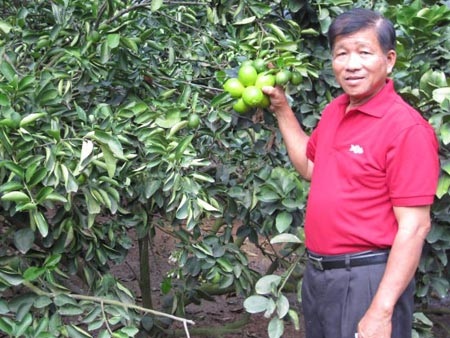 Lão nông thu nhập 30 tỷ đồng từ chanh, bưởi không hạt - 1
Chanh không hạt từ Mỹ đã giúp ông Xê làm giàu trên đồng đất Việt Nam