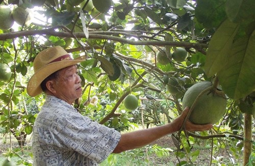 
Theo ông Xê, bưởi năm roi không hạt khiến thế giới thay đổi cách nhìn về trái cây Việt
