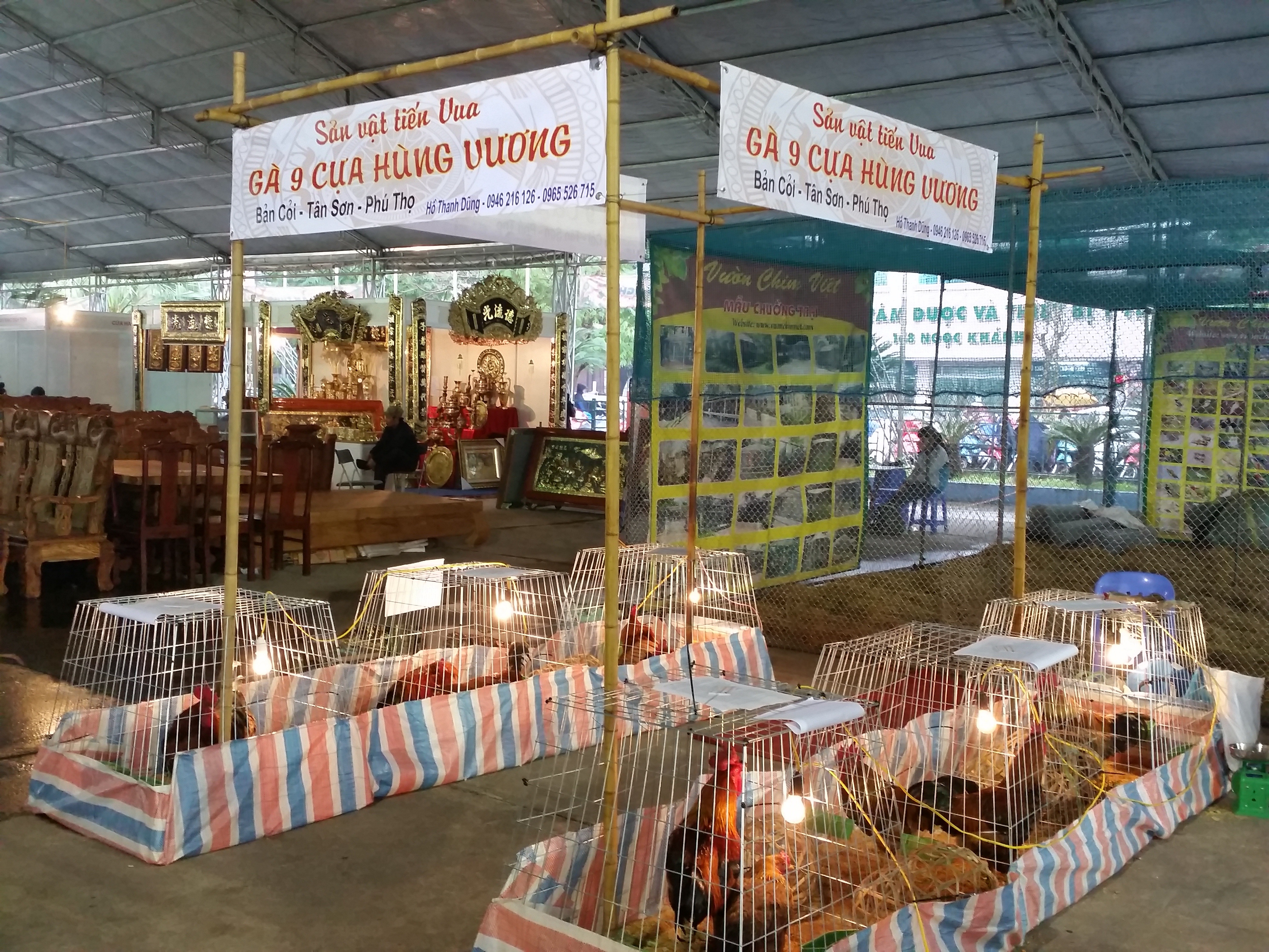 Bỏ tiền triệu mua gà 9 cựa về cúng Tết - 4 Bỏ tiền triệu mua gà 9 cựa về cúng Tết - 4