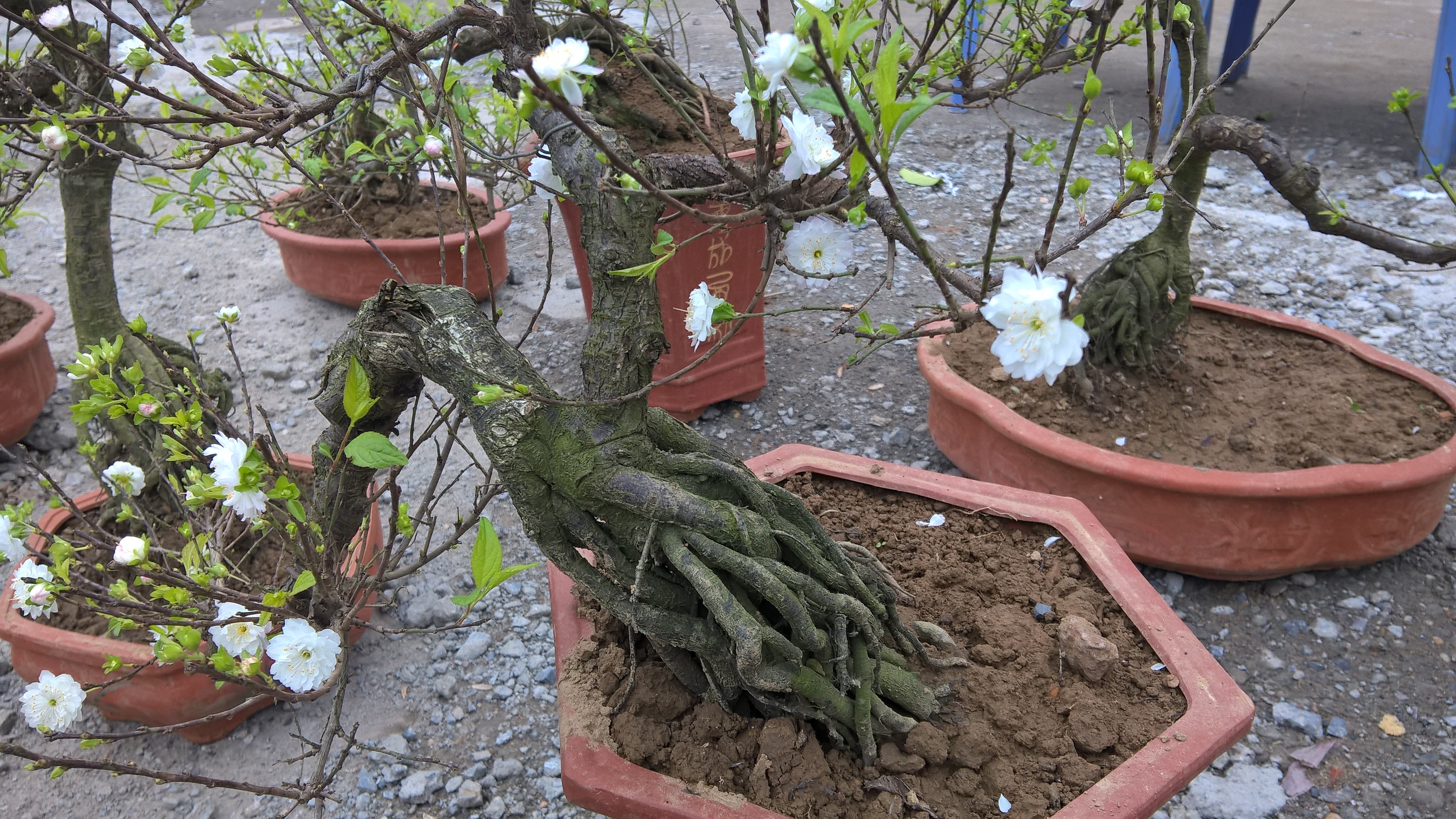 Mai trắng bonsai giá chục triệu "hút" khách nhà giàu chơi Tết - 2 Mai trắng bonsai giá chục triệu "hút" khách nhà giàu chơi Tết - 2