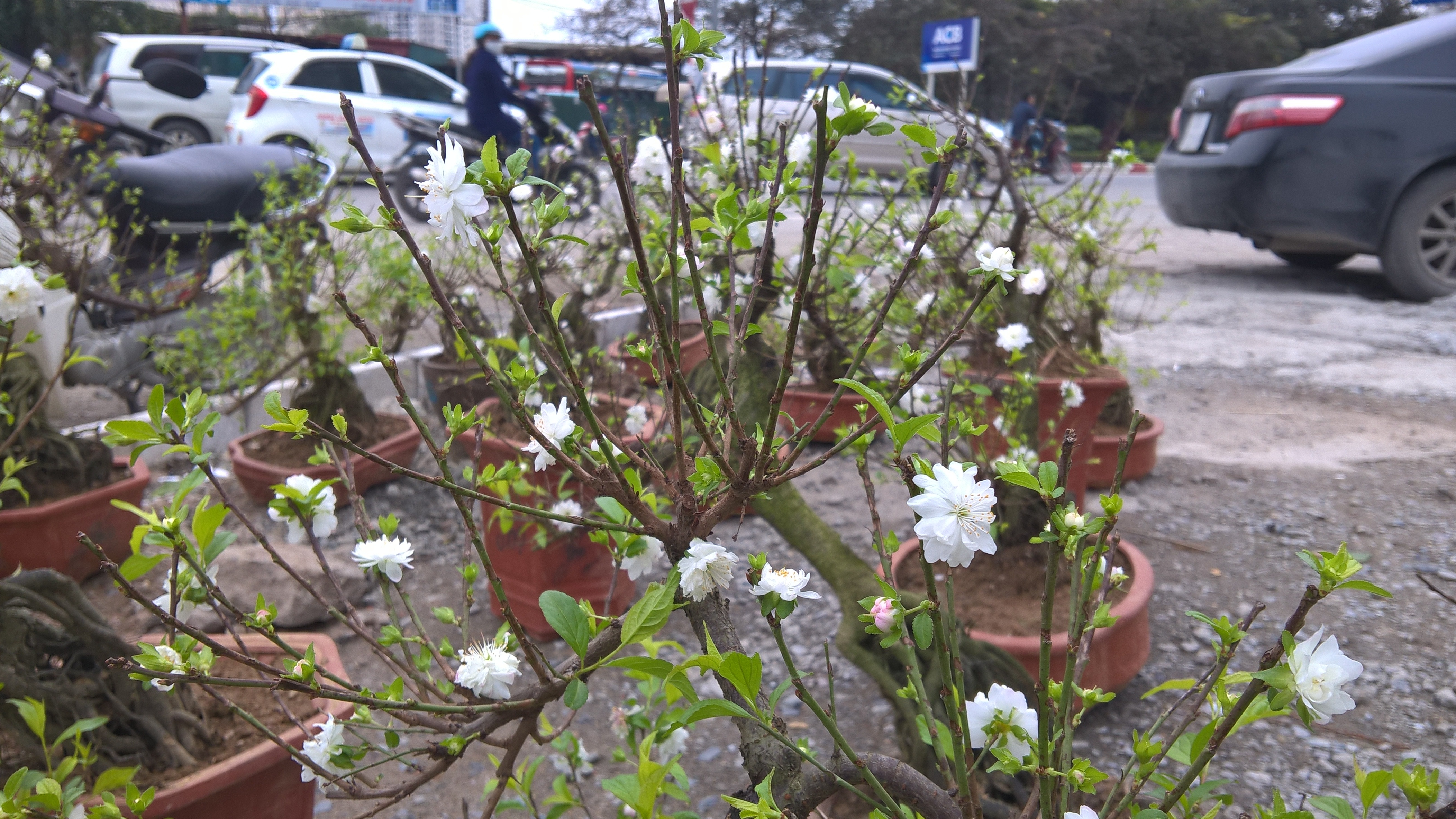 Mai trắng bonsai giá chục triệu "hút" khách nhà giàu chơi Tết - 1 Mai trắng bonsai giá chục triệu "hút" khách nhà giàu chơi Tết - 1