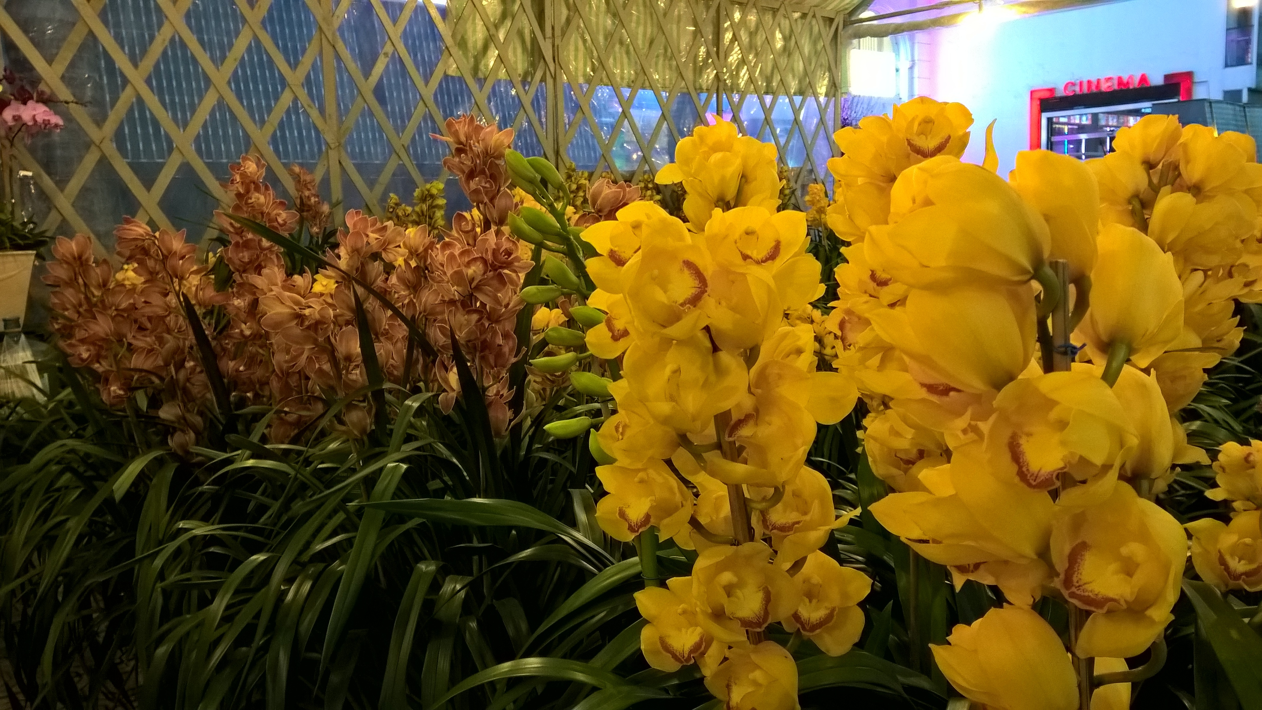 Cận cảnh địa lan vàng SJC giá "khủng", gần 3 triệu đồng/cành - 4
Một chậu địa lan sang chảnh hiện được hét giá cao gấp 3 đến 5 lần giá bán đào thế tại Hà Nội