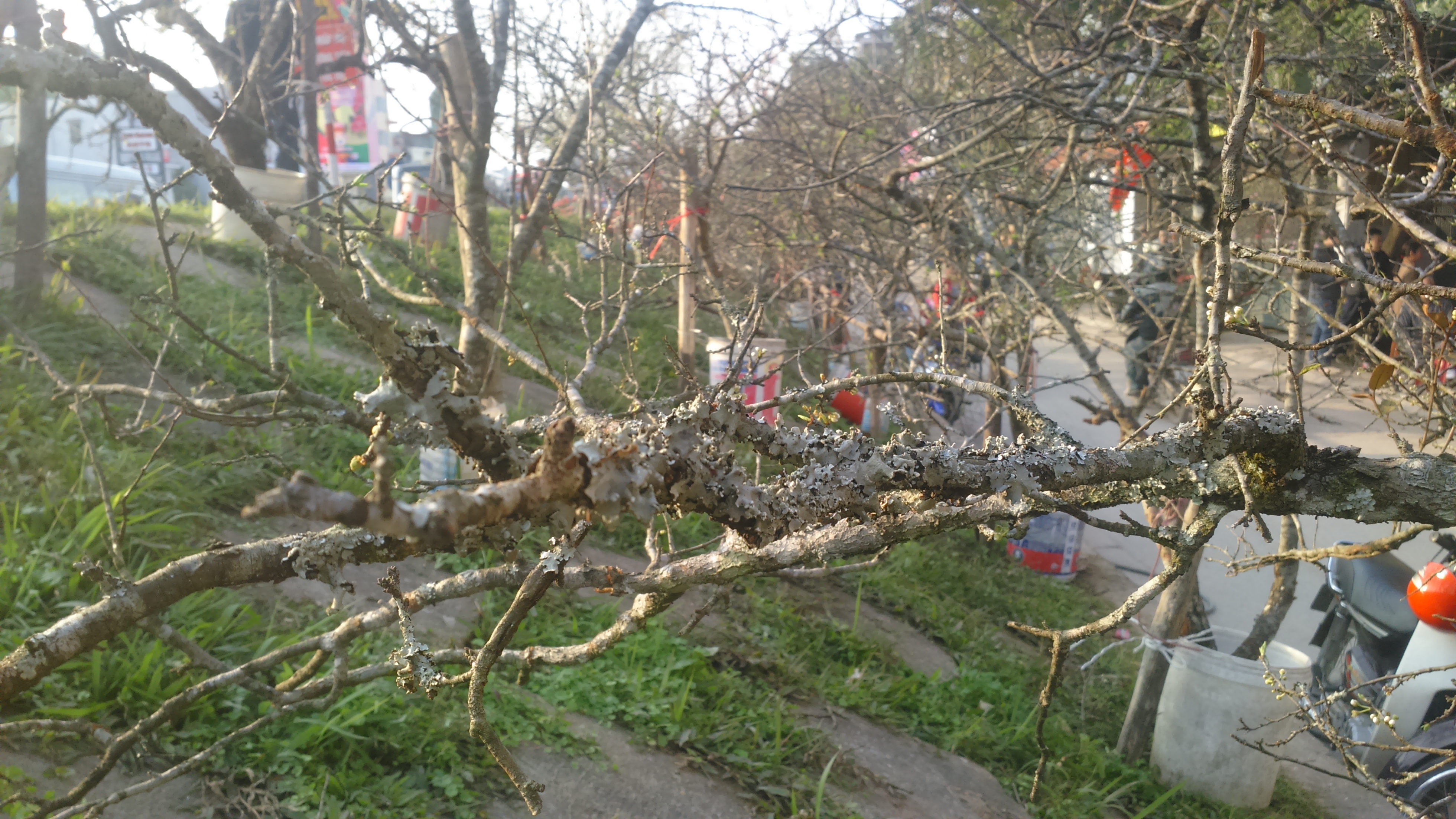 Các loại mơ rừng bạc triệu ở đây hầu hết được cho là chặt từ rừng. Theo chủ hàng, dấu hiệu nhận biết cây rừng và cũng là chi tiết tiền triệu nằm ở những lớp vảy nấm và mốc bám trên cành và thân cây