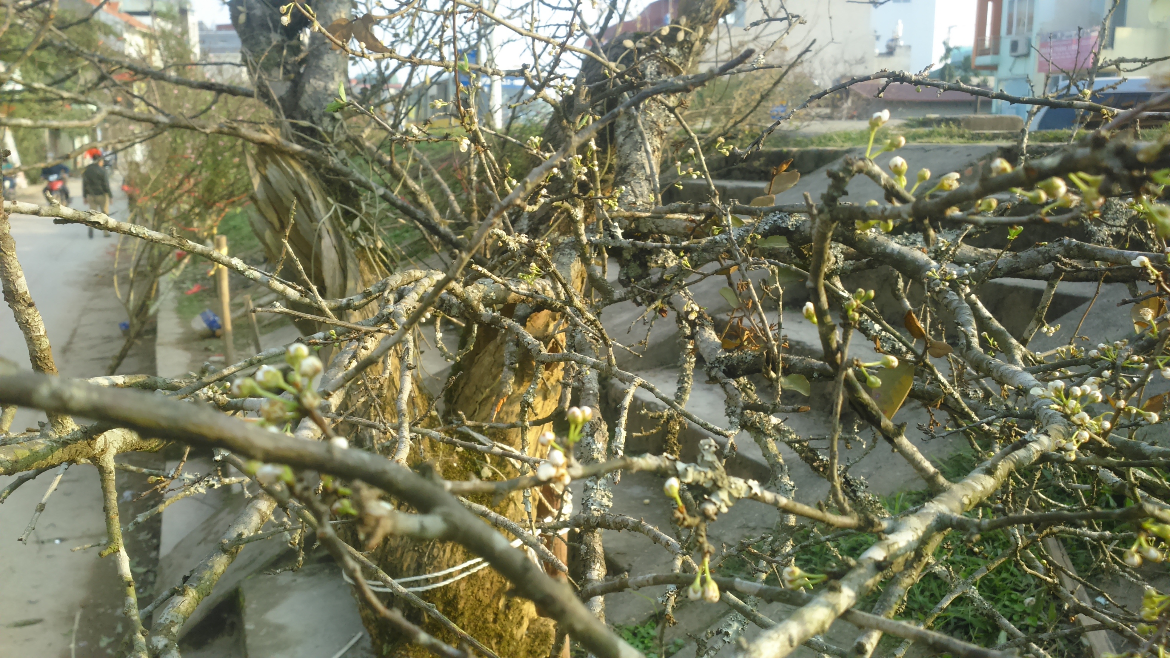 Một chùm nụ mơ đang hé nở trên phố. Nhiều chủ hàng cho biết, năm nay đào rừng không còn là mốt chơi tết của nhà giàu Hà Nội. Do đó, mơ chặt từ rừng được đem xuống, hy vọng bán được giá cao