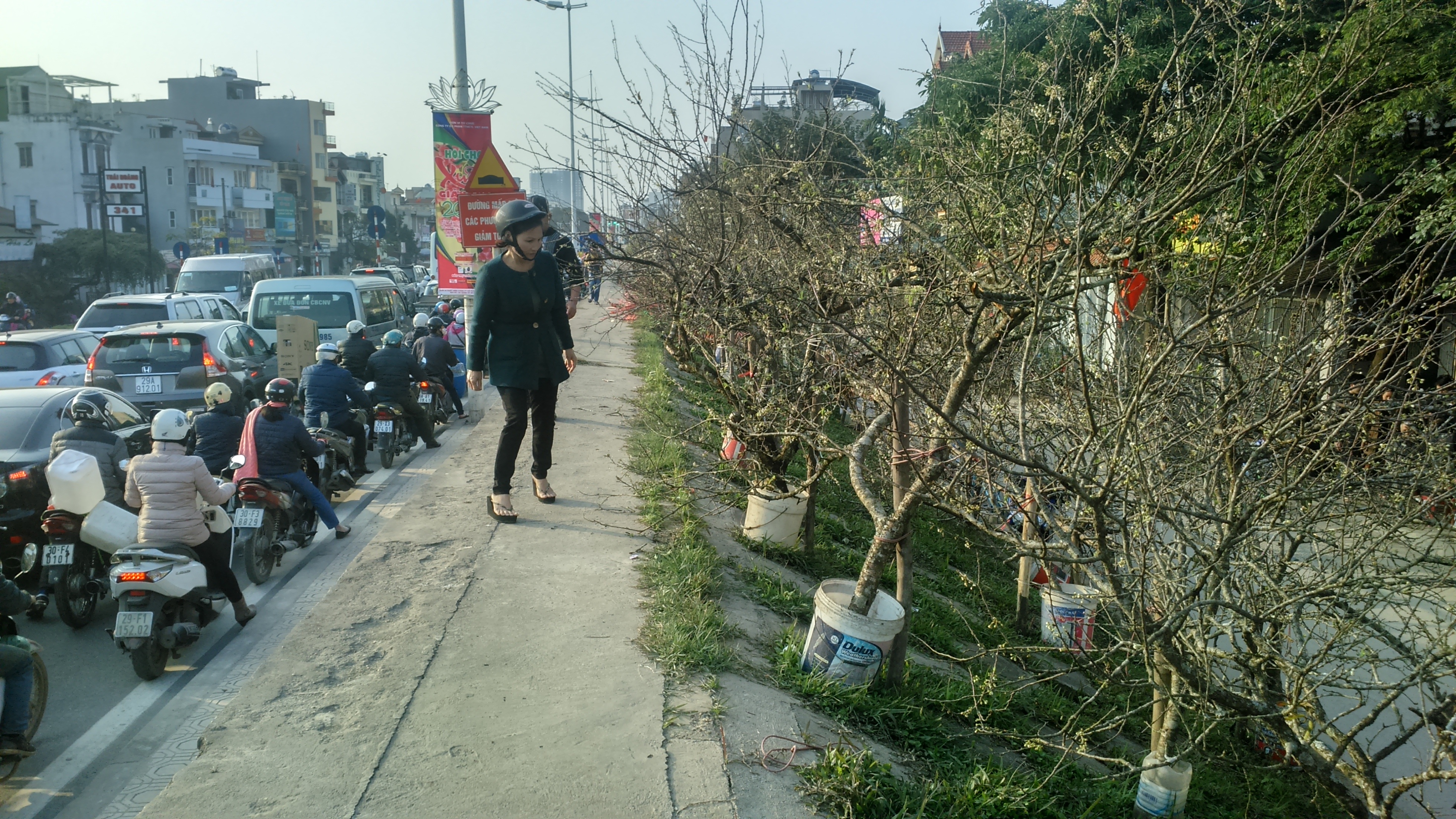 Nhiều chủ buôn cho hay, do đào và mơ rừng bị khai thác từ nhiều năm trước nên những gốc đào to, thân cây đẹp không còn nhiều, để chọn được những gốc đào đủ tiêu chuẩn xuống Hà Nội, họ đã phải xuyên rừng, băng đèo. Do đó, giá các loại cây cảnh độc này khá chát.