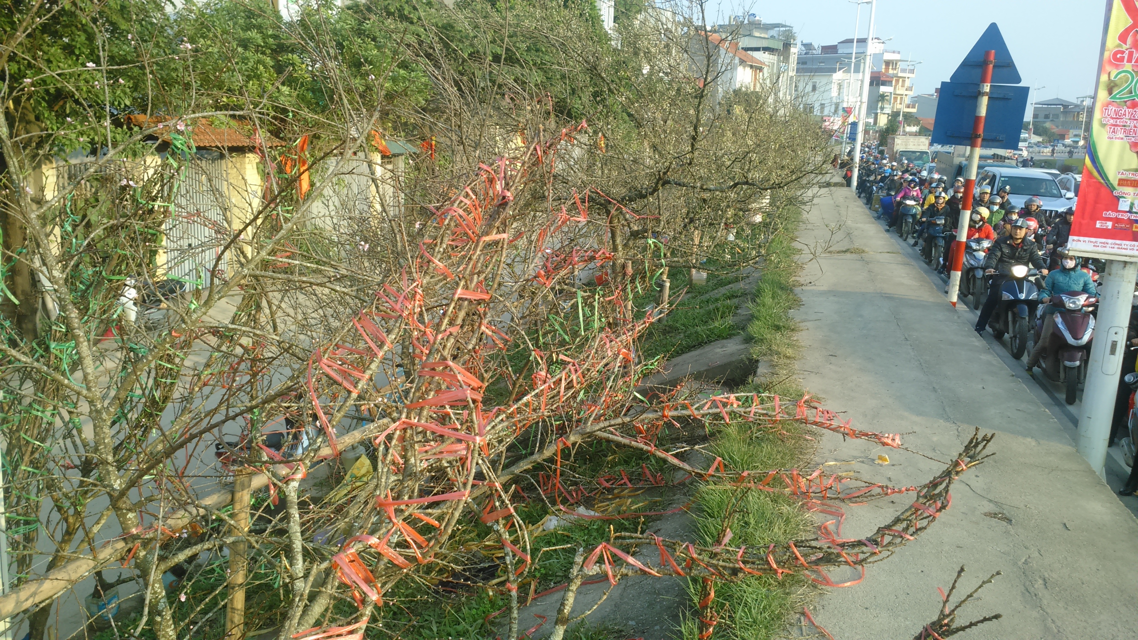 
Đào cổ thụ, mơ rừng tấp nập xuống phố, giá cả chục triệu đồng/cây
