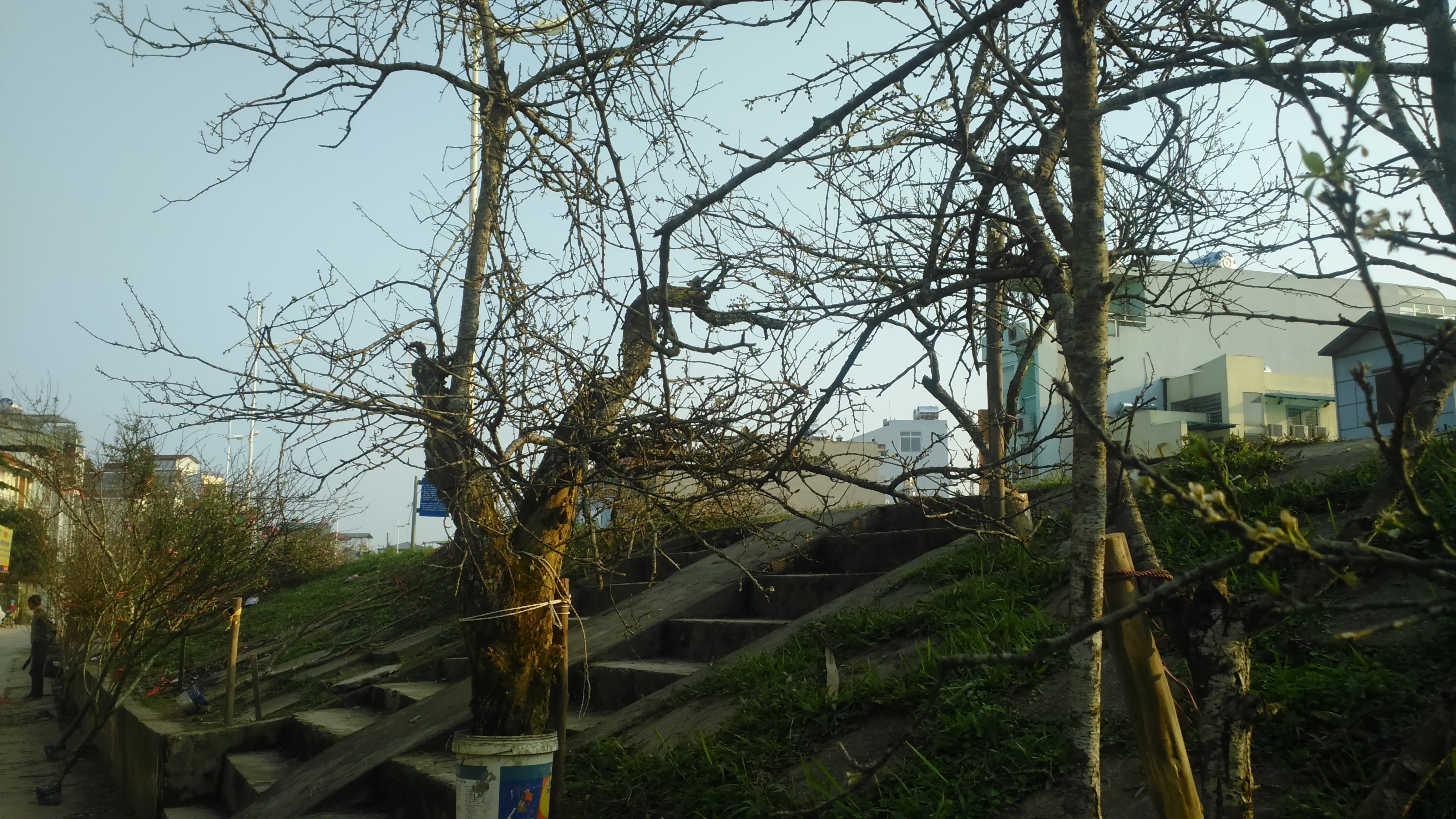 Cây mơ cổ thụ, có tuổi đời 30 năm được dân buôn ra giá 12 triệu đồng. Vị này cho biết, mơ sống trên rừng nên khả năng sinh tồn rất khỏe, chỉ cần để nước ấm, trong 3 ngày nhựa sẽ hồi lên cành và các nụ sẽ bung nở trắng cây cực đẹp