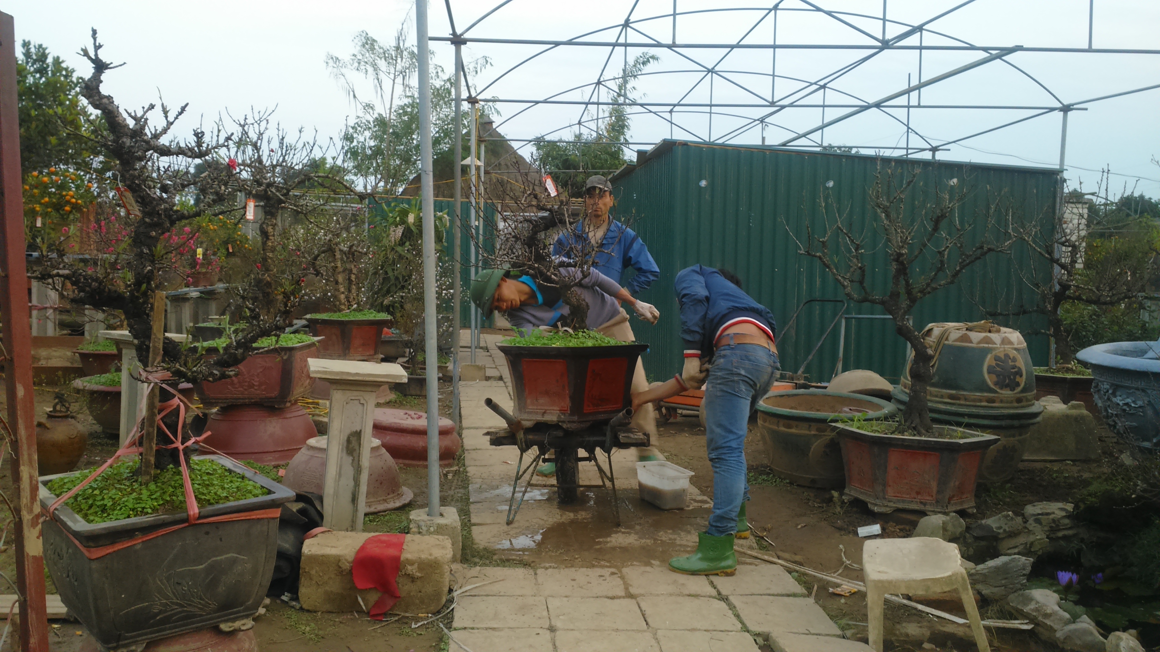 Chậu đào nghìn đô được lau rửa sạch sẽ trước khi giao cho khách