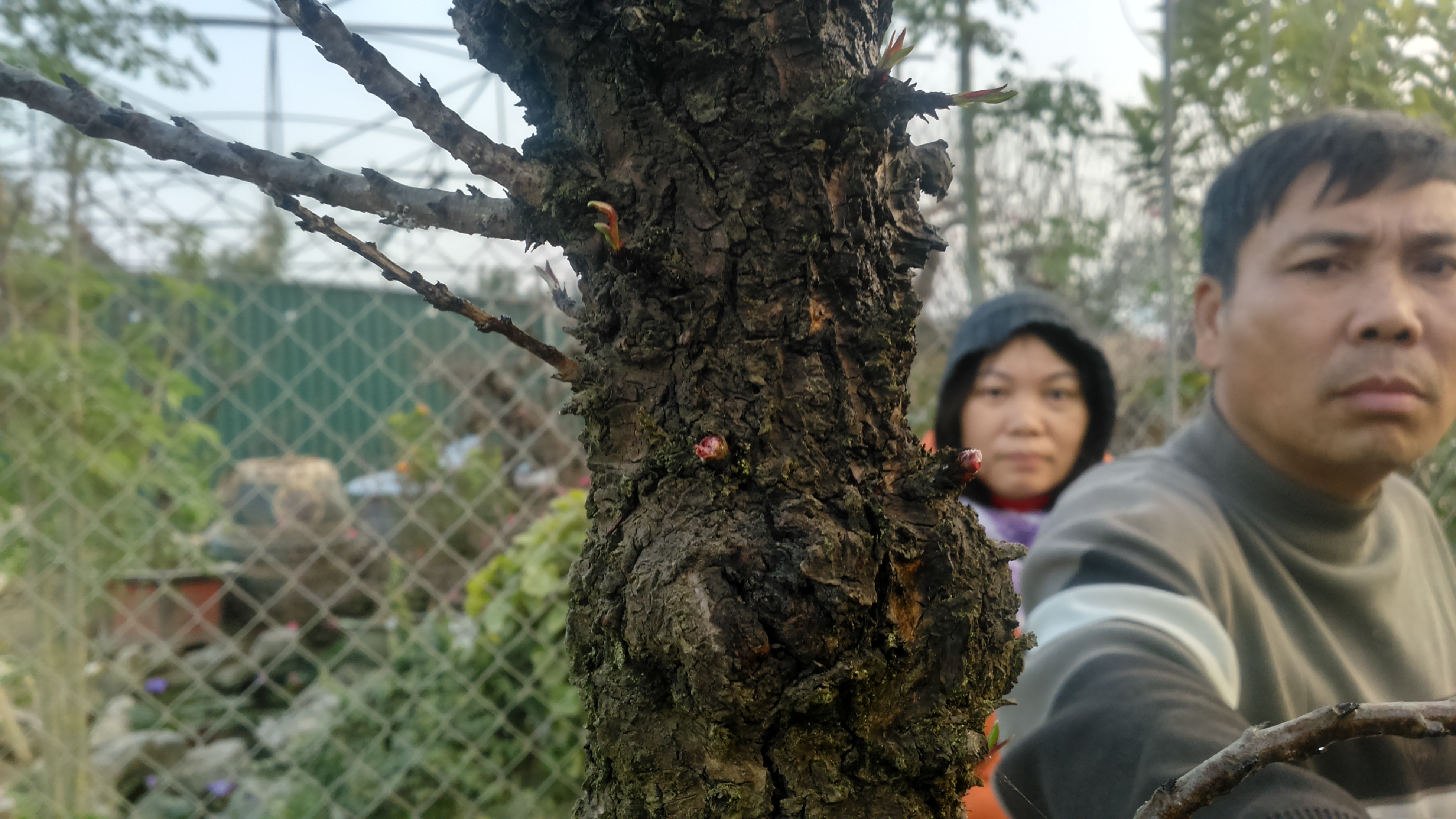 
Hai nụ hoa đào mọc từ gốc giá tiền triệu. Chủ vườn đào cho biết, không phải cây nào cũng có nụ và hoa ở thân, ông này cho biết đã nâng niu những nụ hoa này như giữ ngọc quý suốt mấy tháng trời
