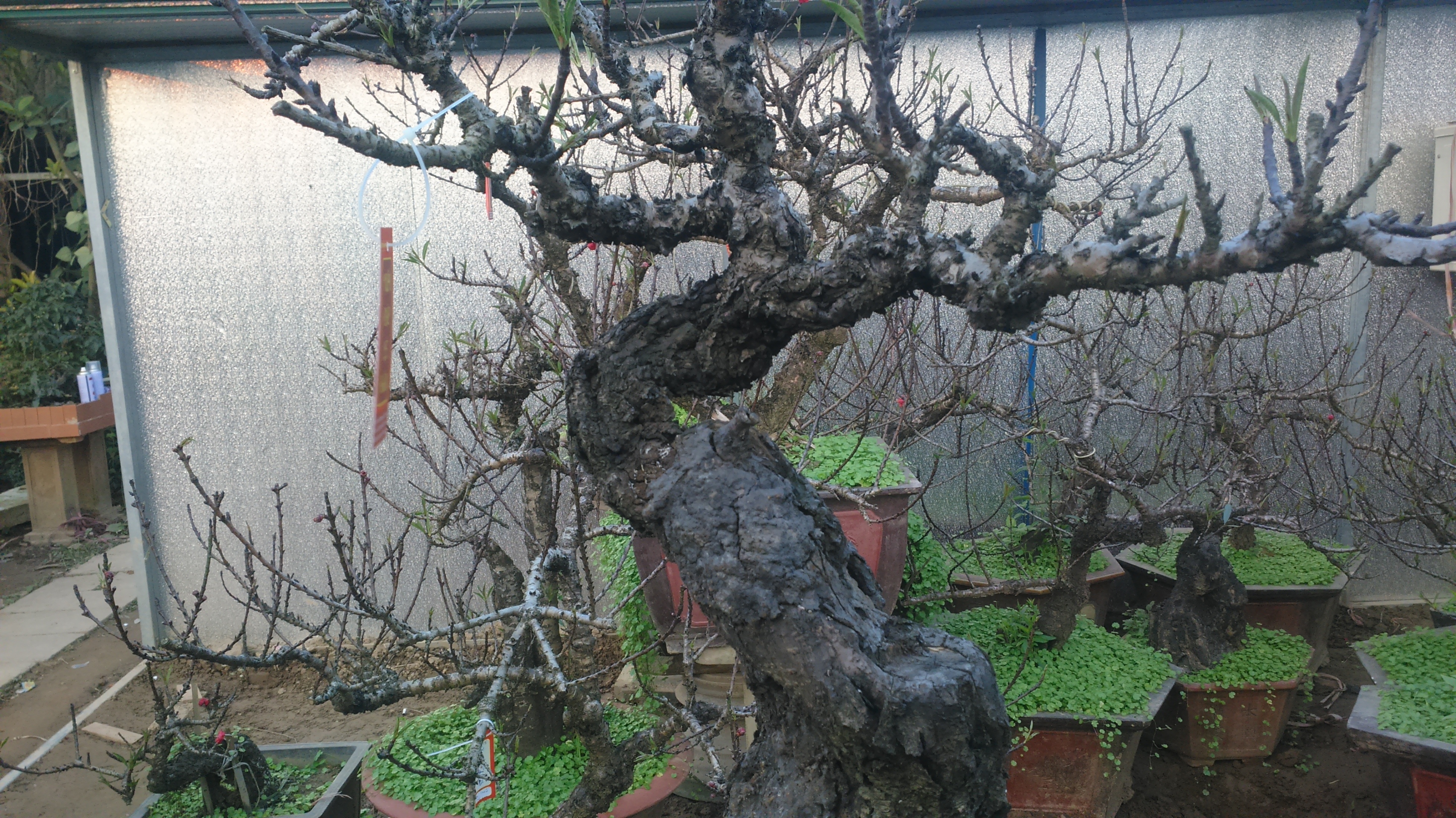 
Thân cây xù xì, đen nhánh... không ai nghĩ đây là những cây đào giá chục triệu, trăm triệu
