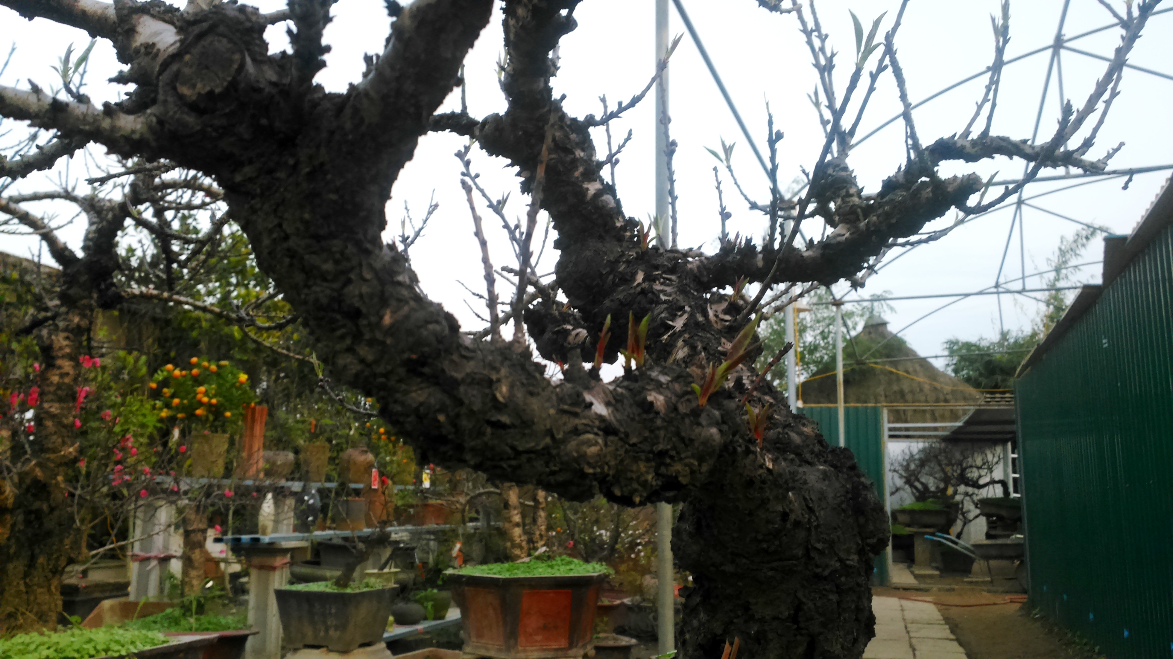 Thân cây xù xì, đen nhánh, lộc và mầm cây mọc lẫn cùng hoa