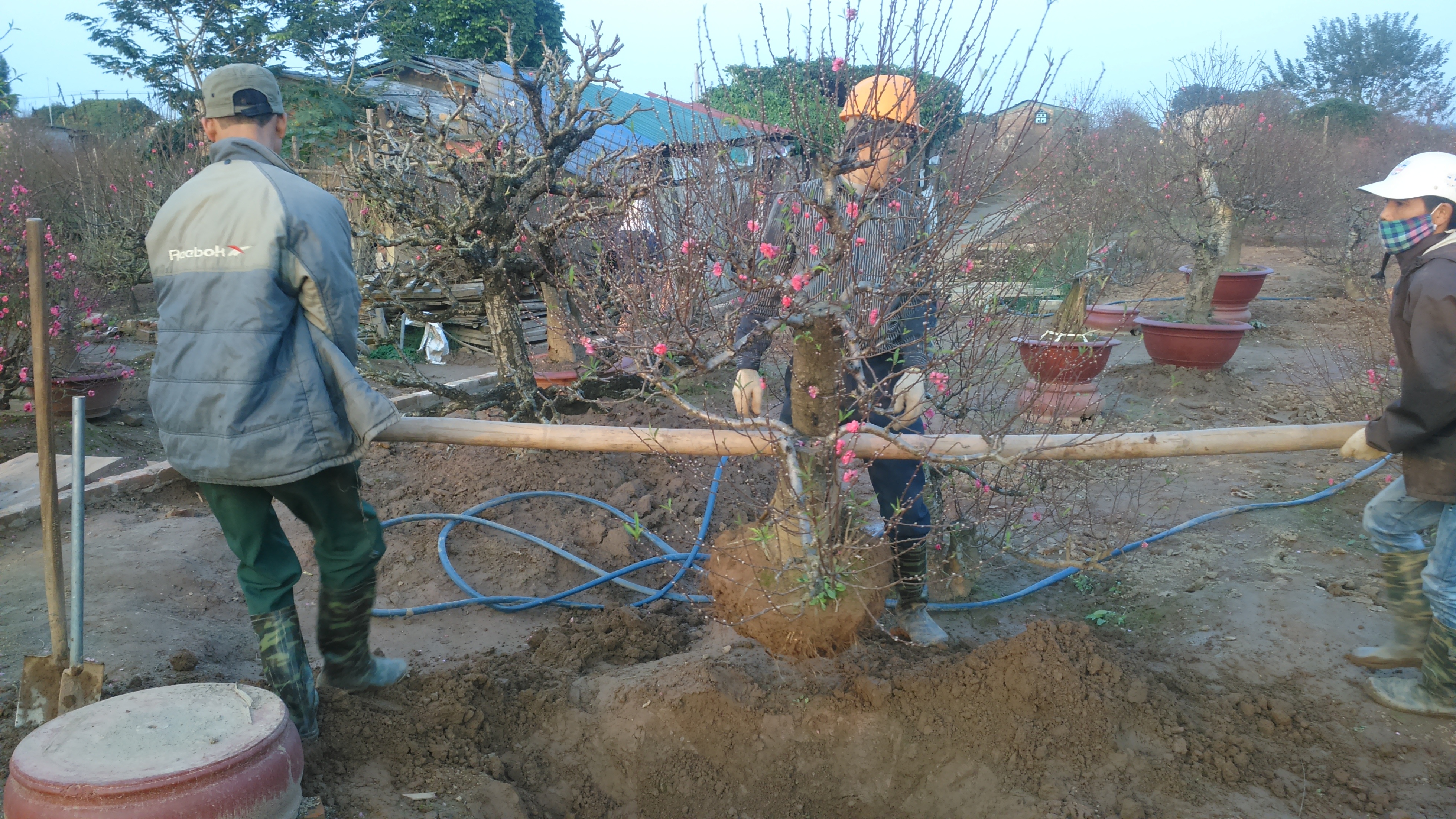 Đào được chuyển cẩn thận từ vườn ra xe, rồi được chở ngay cho khách