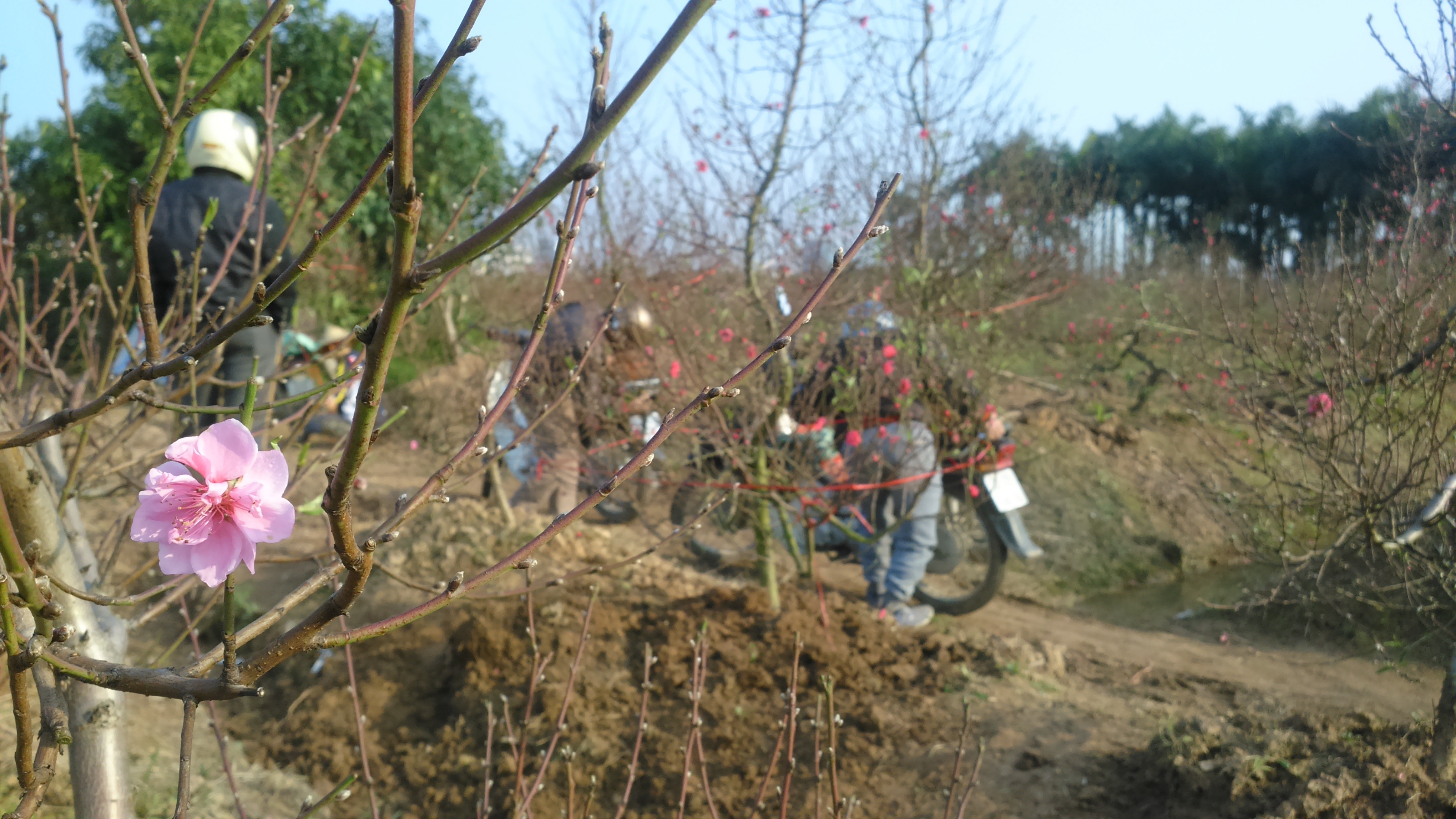 Lúc này, làng hoa đào Nhật Tân luôn đông cứng khách mua đào. Sau khi chọn lựa cây ưng ý, người mua đào bàn đến các phương thức vận chuyển, giao hàng