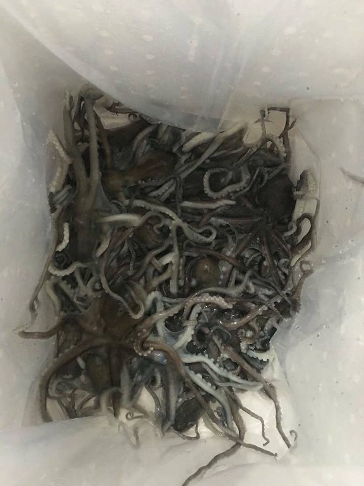 Bạch tuộc, mực trứng có khối lượng khoảng 10 kg.