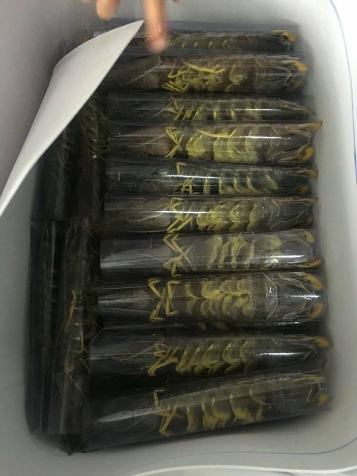 Bề bề tươi được gói rất cẩn thận