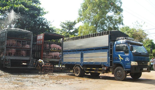 Xuất khẩu một số mặt hàng vào Trung Quốc sẽ gặp khó! - 1 Sau thời gian Trung Quốc nhập khẩu heo thịt ồ ạt, hai tháng gần đây thương lái Trung Quốc đã giảm mạnh mua heo, khiến giá thịt heo xuất chuồng trong nước giảm mạnh.