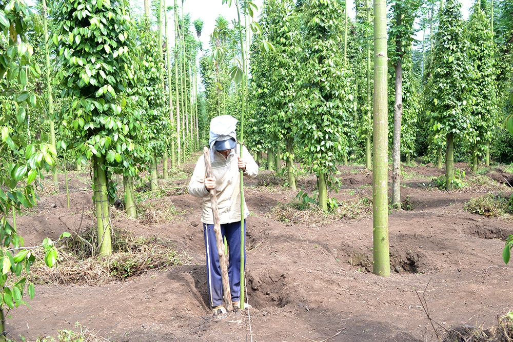 Hồ tiêu “sốt” giá, dân đổ xô trồng - 2 Gia đình ông Nguyễn Chánh, ấp Thọ Lộc, xã Xuân Thọ, huyện Xuân Lộc tận dụng lối đi giữ vườn tiêu đã cho thu hoạch để trồng thêm tiêu mới