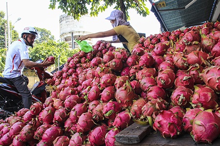 Thương lái Trung Quốc "lén lút" đến tận vườn "gom" thanh long - 1 Do sợ thanh long vào mùa sẽ mất giá nên nhiều người dân ồ ạt bán rẻ cho các thương lái Trung Quốc
