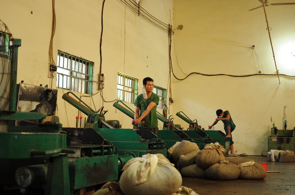 Hàng ngàn hộ dân trồng chè điêu đứng vì không có người mua - 3 Nhiều doanh nghiệp sản xuất chè ô long hoạt động cầm chừng với vài ba công nhân – giảm rất nhiều so với trước kia.