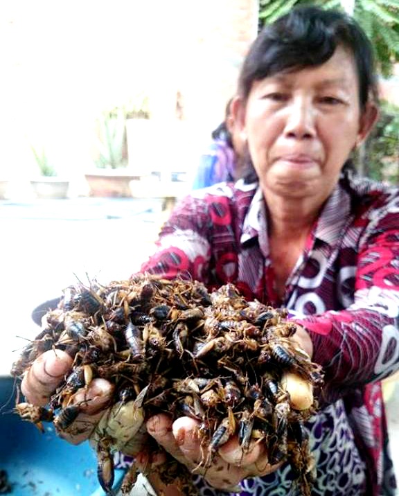 Hành trình thành “tỉ phú dế" của một lão nông - 3 Một công nhân thu hoạch dế