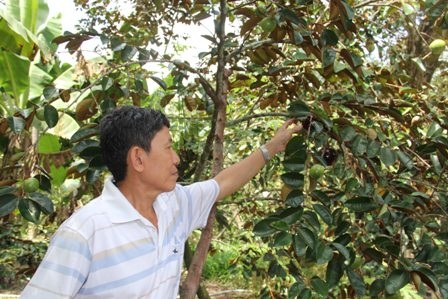 Cần Thơ: Đẹp, lạ vú sữa tím than - 3