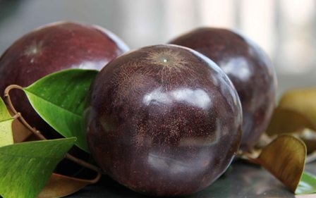 Cần Thơ: Đẹp, lạ vú sữa tím than - 4