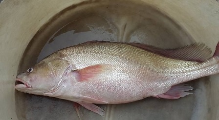 Bắt được cá nghi là cá sủ vàng trên sông Hậu - 1 Con cá anh Trung bắt được có vẻ ngoài rất giống cá sủ vàng
