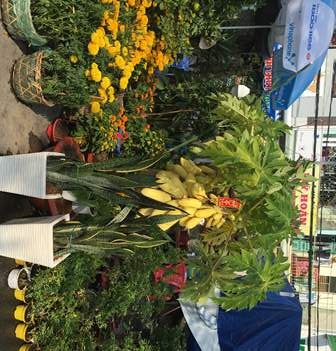 
Kiểng đu đủ đang bán với giá 900.000 đồng/chậu
