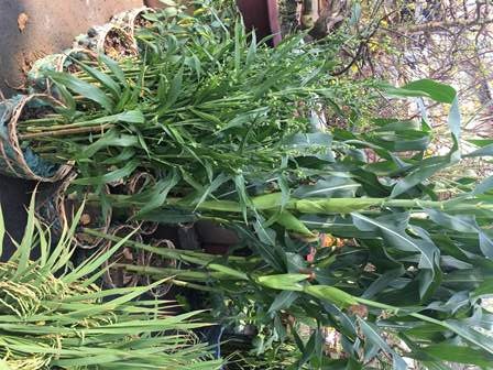 Theo nhiều nhà vườn, năm mới trưng bắp để làm ăn chắc như bắp