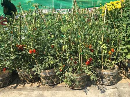 Kiểng cà chua cùng tham gia khoe sắc