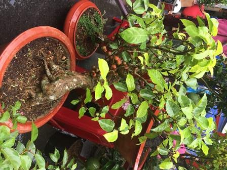 Độc, lạ kiểng đu đủ, cà chua, ớt, khế… "đọ dáng" trong hội chợ hoa Xuân - 9 Theo nhiều người dân miền Tây Nam Bộ, năm mới trưng sung với hy vọng cả năm sẽ sung túc