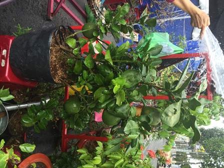 Độc, lạ kiểng đu đủ, cà chua, ớt, khế… "đọ dáng" trong hội chợ hoa Xuân - 8 Kiểng bưởi da xanh có giá 500.000 đồng/chậu thu hút nhiều khách mua