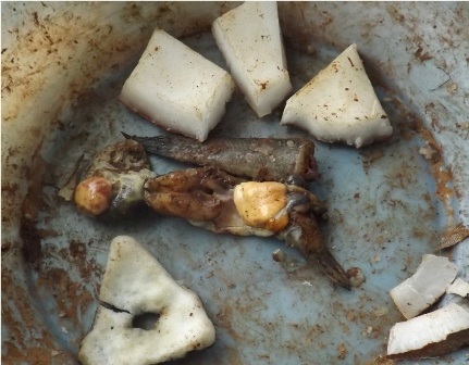 
Mồi “nhử” cua đồng là dừa khô, cá và thuốc bắc
