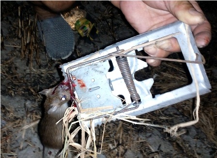 
Một con chuột bị sập bẫy
