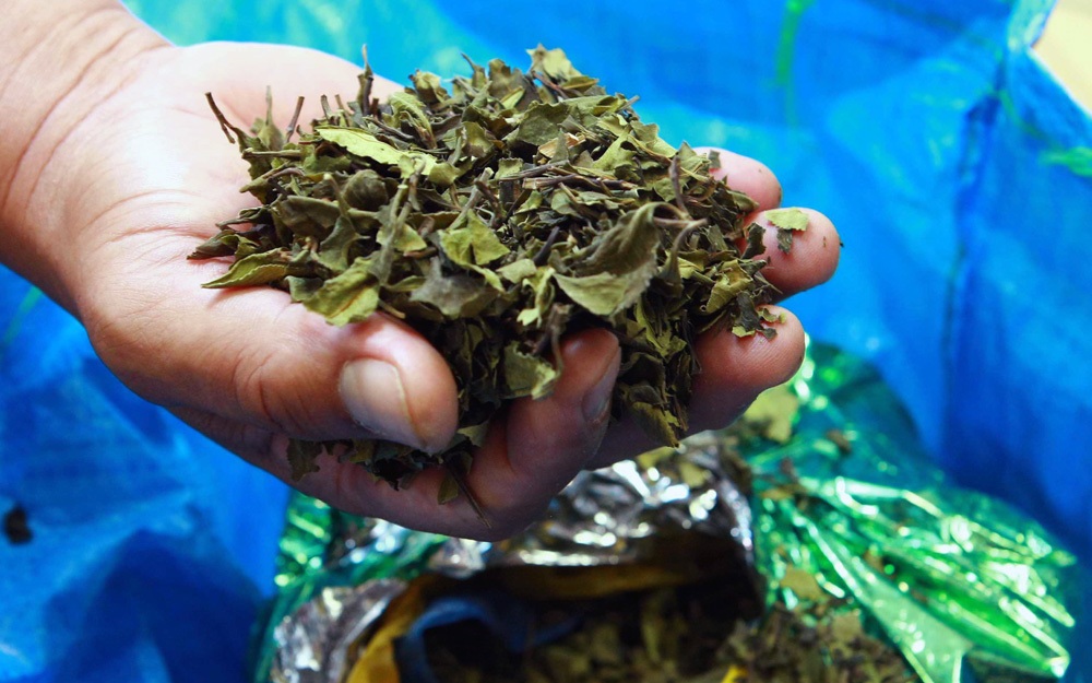 Đường đi của 2,5 tấn “lá khat” - loại ma túy mới cực độc - 2 Đây là loại ma tuý cực độc, thường được biết đến tại Việt Nam với tên gọi “lá khat”. Loại thảo mộc này được trồng chủ yếu ở châu Phi. Ở Việt Nam, đây là loại ma túy bị cấm sử dụng tuyệt đối.