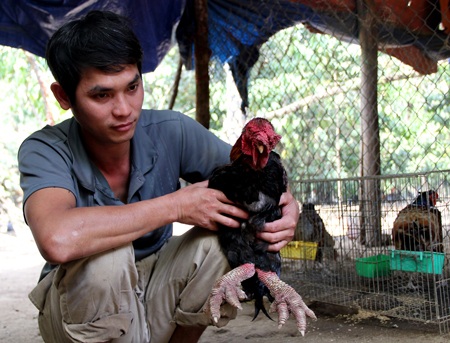 Bỏ nghề tài xế về quê chăn nuôi kiếm hàng chục triệu mỗi tháng - 1 Anh Hải bên con gà đông tảo 5kg