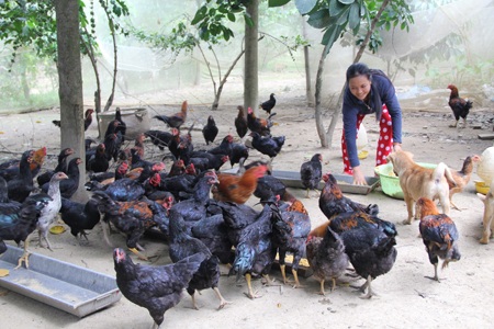 Liên kết chăn nuôi và tiêu thụ gà ta thả vườn  Báo Quảng Ngãi điện tử