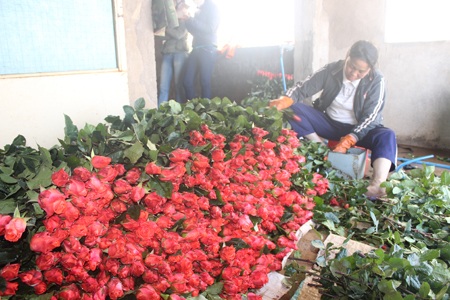 Hoa hồng Đà Lạt rục rịch tăng giá
