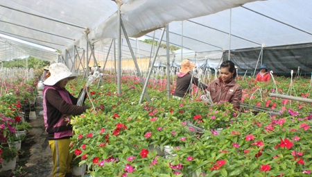 Chàng trai 8x kiếm 1,5 tỷ đồng mỗi năm từ những chậu hoa treo - 2