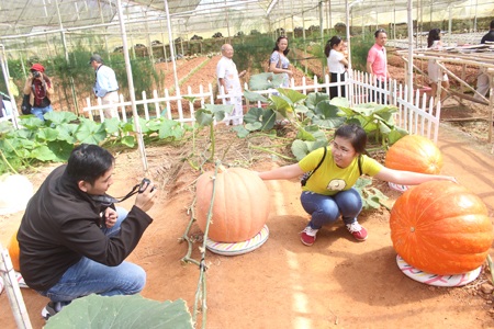 Du lịch nông nghiệp Đà Lạt “hớp hồn” du khách - 8