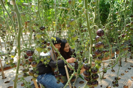 Du lịch nông nghiệp Đà Lạt “hớp hồn” du khách - 4