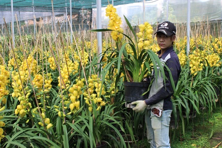 Địa lan năm nay được mùa, được cả giá khiến người trồng lan phấn khởi