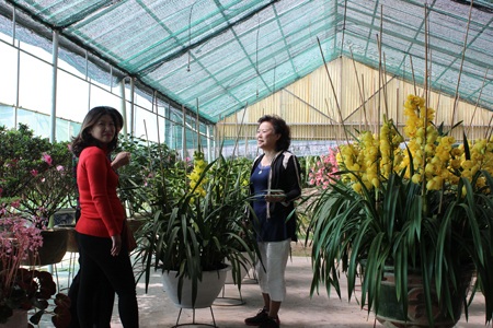 Khách hàng tìm đến tận vườn lan để mua lan theo ý thích