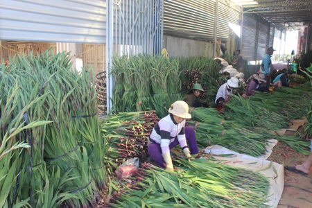 Hoa lay ơn hiện đã tăng giá gấp 5 lần nhưng không còn hàng để bán